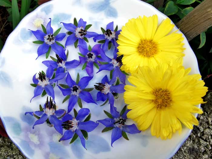 フルーツとエディブルフラワーでクリスマスケーキ