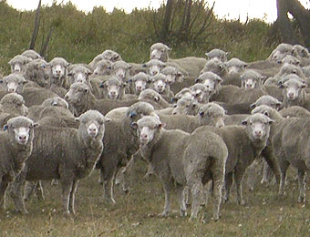 羊の大群～クロムウェル～クイーンズタウンでリュージュ