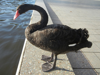 アデレードをぶらっと歩く 公園で大きな黒鳥発見