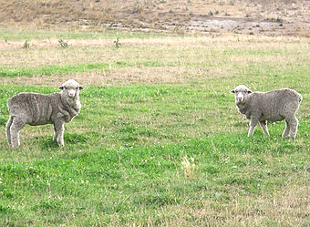 クイーンズタウン～オマラマ