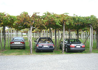 ブレナムワイナリーツアー