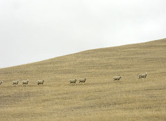 ブレナム　街歩き～テイラーダム～ワイナリー