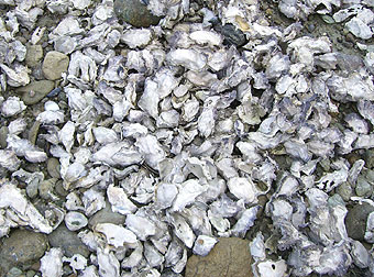 マルボロでカキ取り放題～☆　見渡す限り、全部カキっ！！