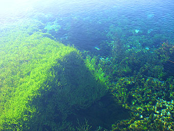 ネルソンで朝市～洞窟～ププスプリングス～シャンバラでヨガ