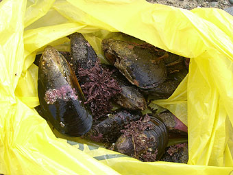 ティマル観光２　朝からマッスル採り～ボタニックガーデン