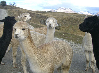 ディア・パーク２