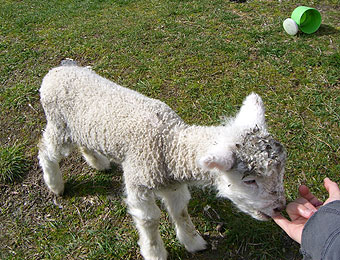 ファーム&誕生パーティ