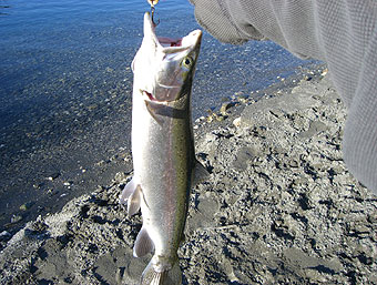 トラウト釣れたぁ!!