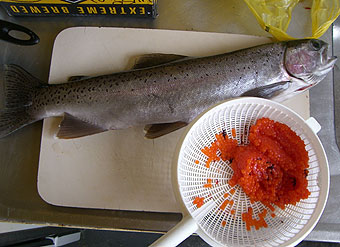 トラウト2匹目、3匹目! 卵ぎっしり、魚料理でお腹パンパン!