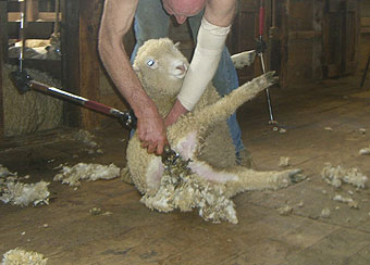 なんちゃってファームステイ